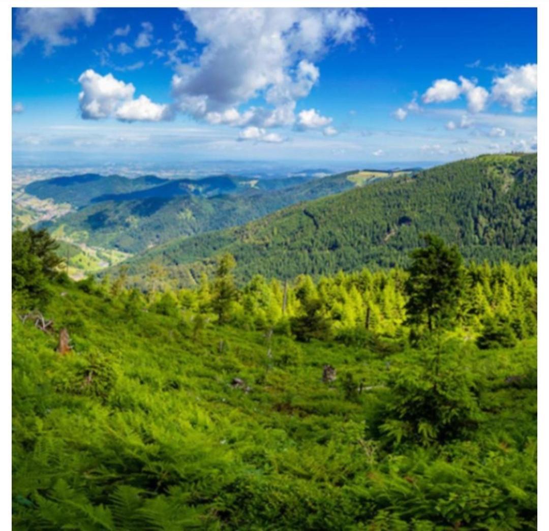 Naturblick Baiersbronn Bagian luar foto